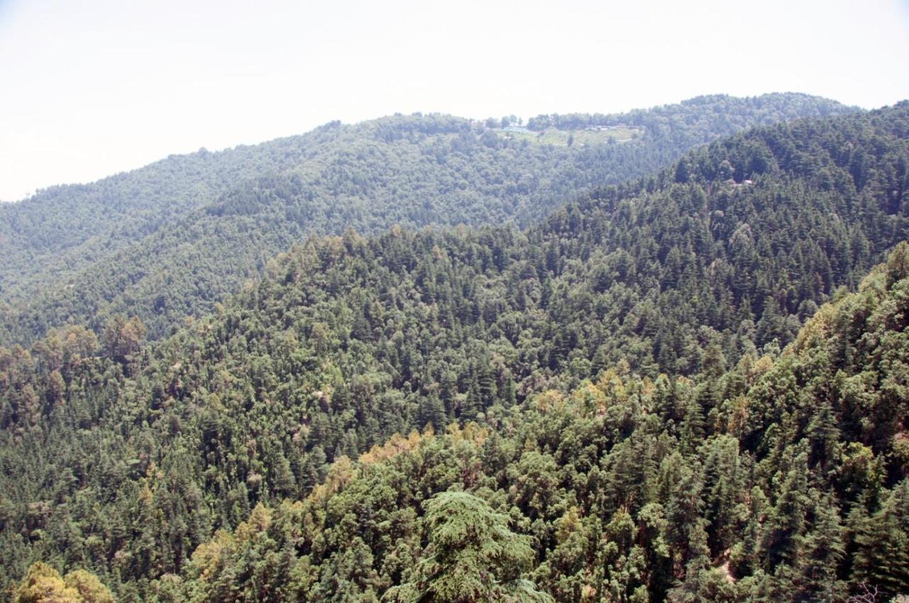 Summer Hill Resort Chail Ngoại thất bức ảnh